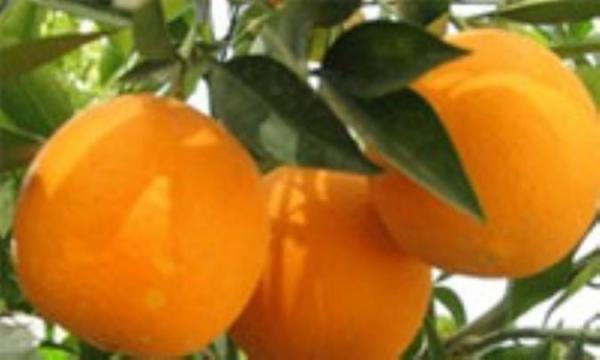 خواص بی شمار گریپ فروت خواص بی تعداد گریپ فروت