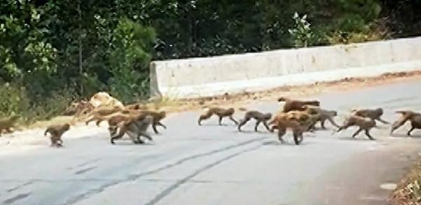 ببینید، عبور دسته بزرگ میمون ها از وسط جاده ای در چین ترافیک درست کرد